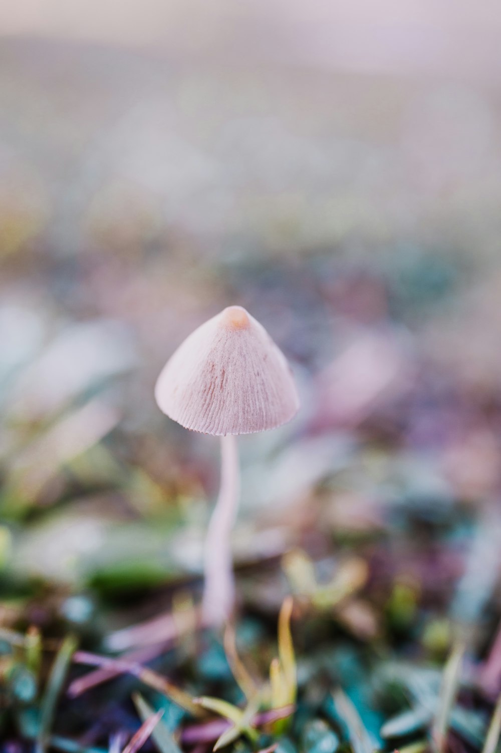 grey mushroom in selective-focus photography