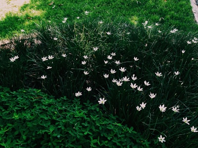A spacious garden with green grass and flowers.