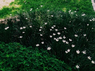 A spacious garden with green grass and flowers.