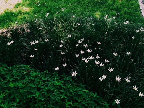 A lush green lawn with vibrant flowers in a garden.