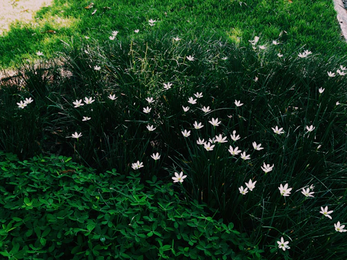 Mulch installation Fairfield Ohio landscaping service