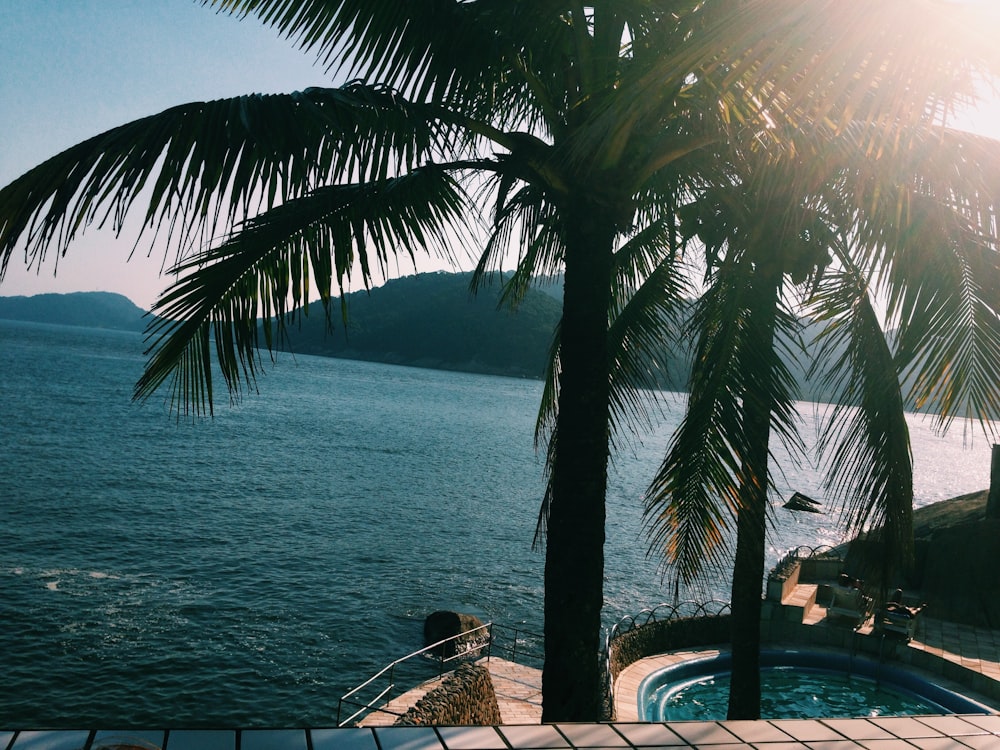 green trees beside swimming pool and body of water during daytime