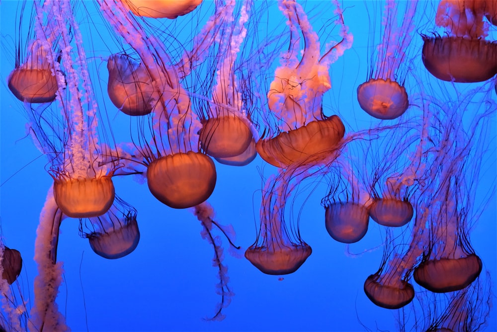 orange and black jellyfish wallpaper