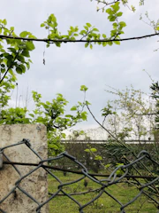 A neat chain link fence enclosing a garden area.