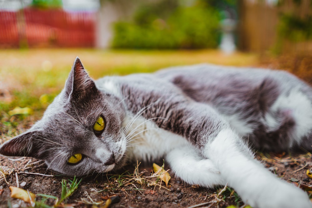 地面に横たわるショートフットの灰色の猫