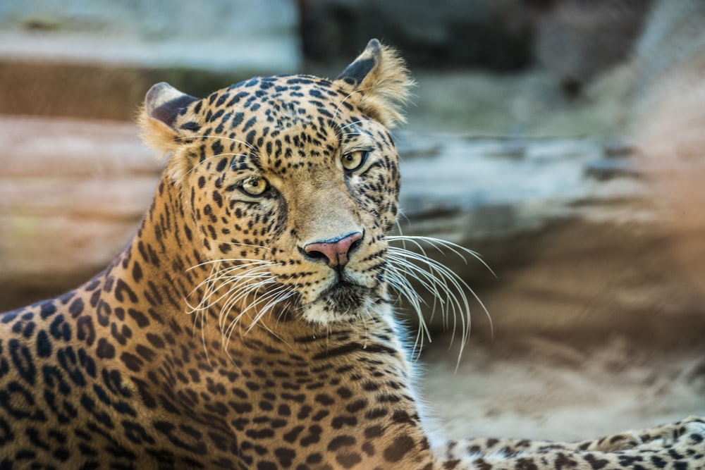 black and brown jaguar