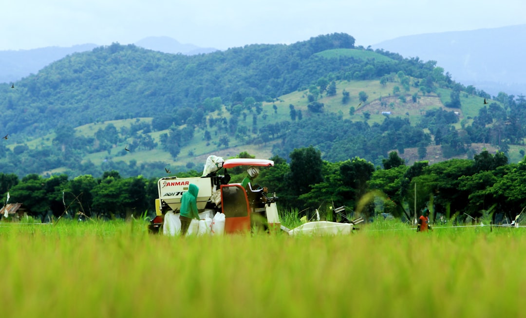 white and red harvester machine in rice fields