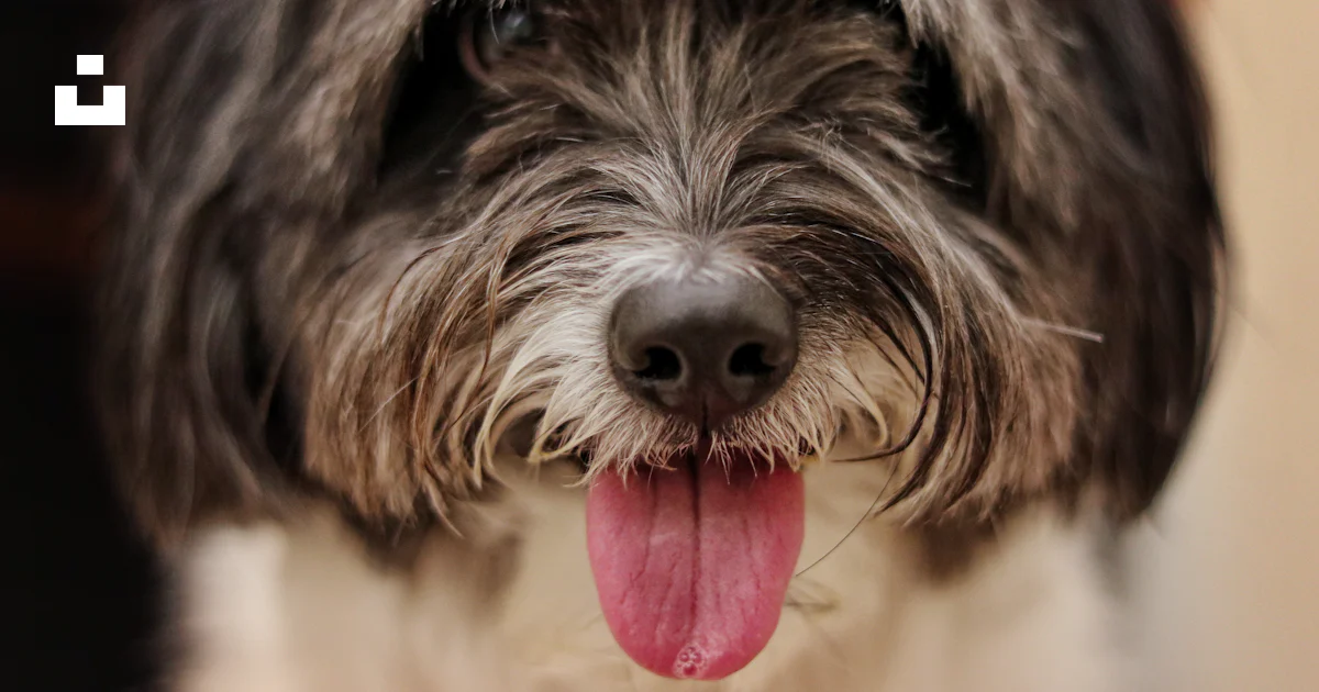 Foto Perro shih tzu blanco y negro – Imagen India gratis en Unsplash