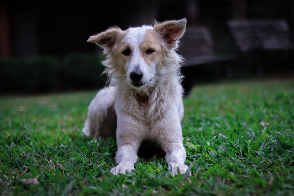 short coat white dog on grass field