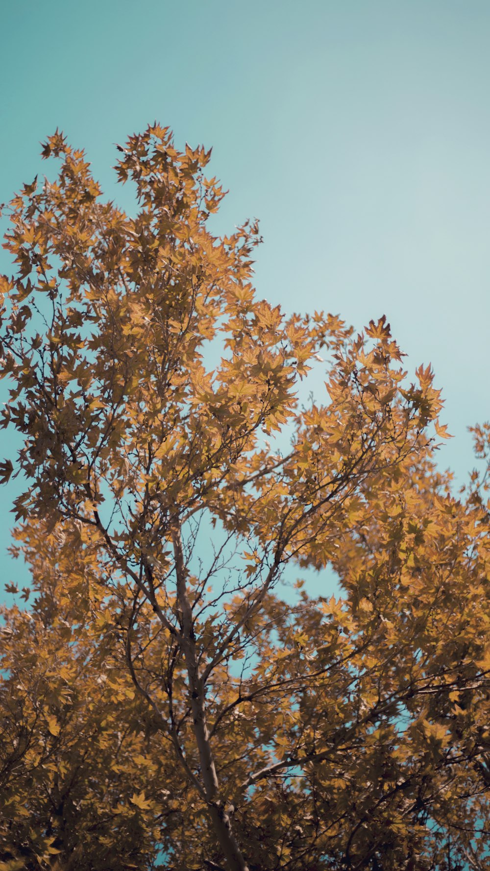 brown leafy tree