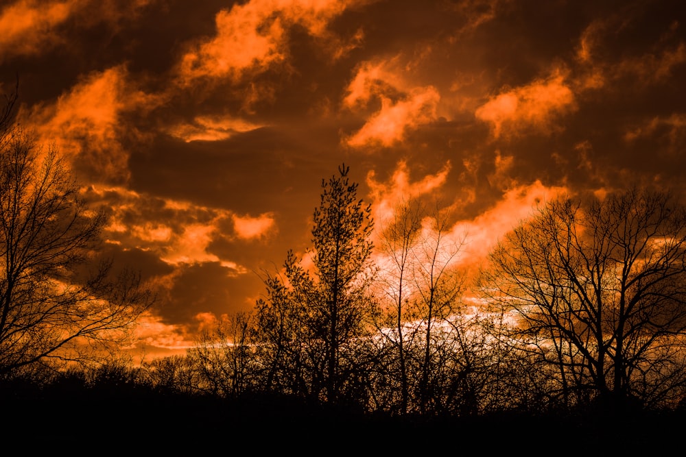 landscape photography of trees during golden hour