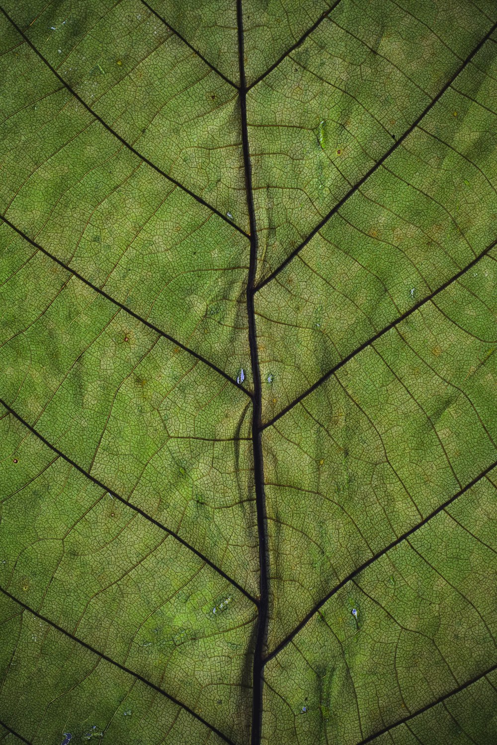 Photographie en gros plan de feuille de plante verte