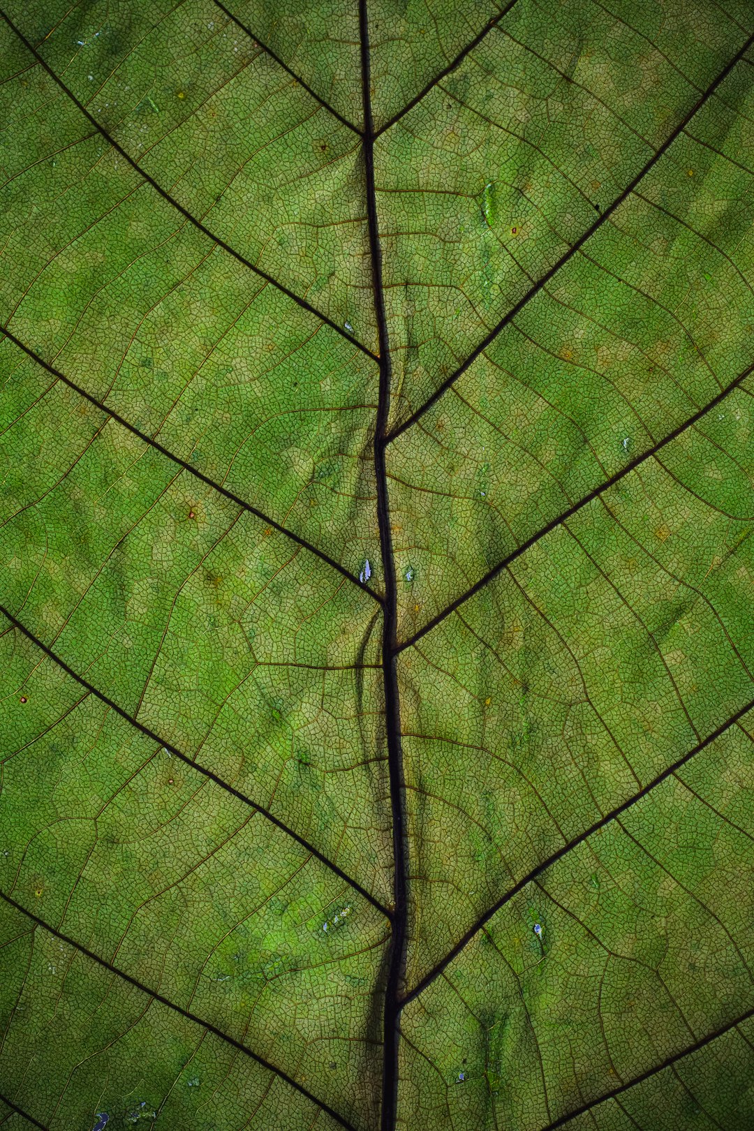 green plant leaf close-up photography