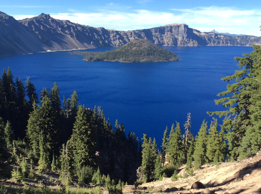 pine trees and lake under blue sky