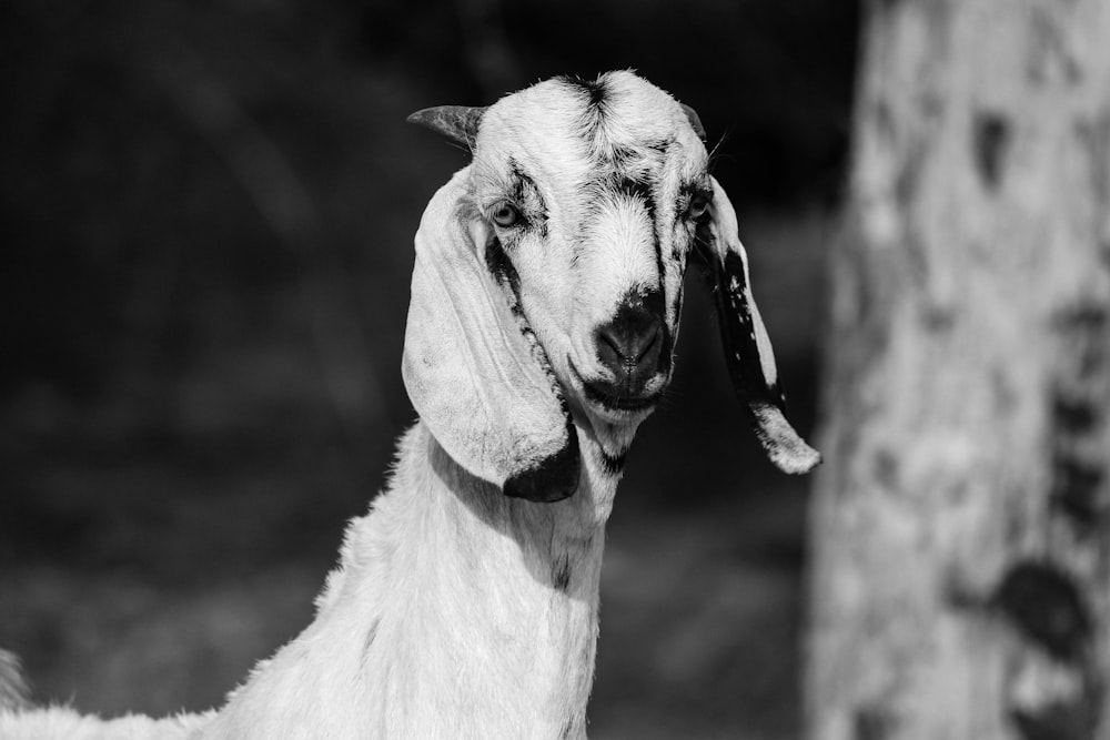 goat near wood grayscale photo