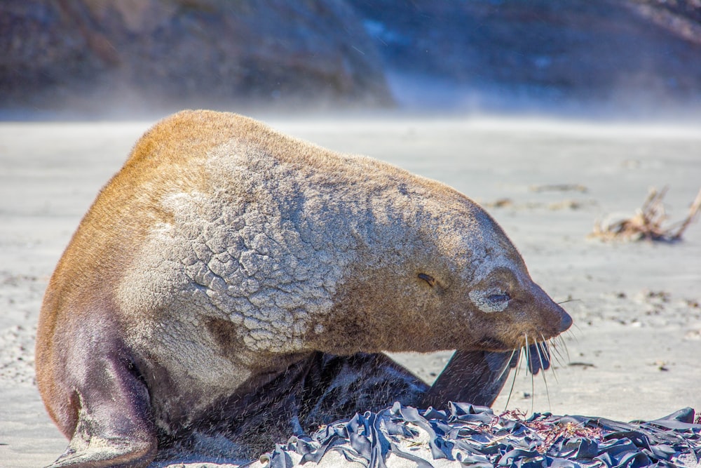 Sea Lion animal