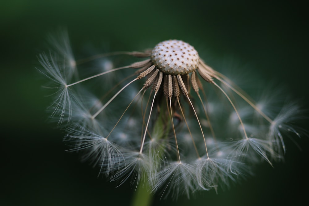 white dandelion