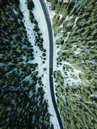 aerial photography vehicle on road surrounded by trees