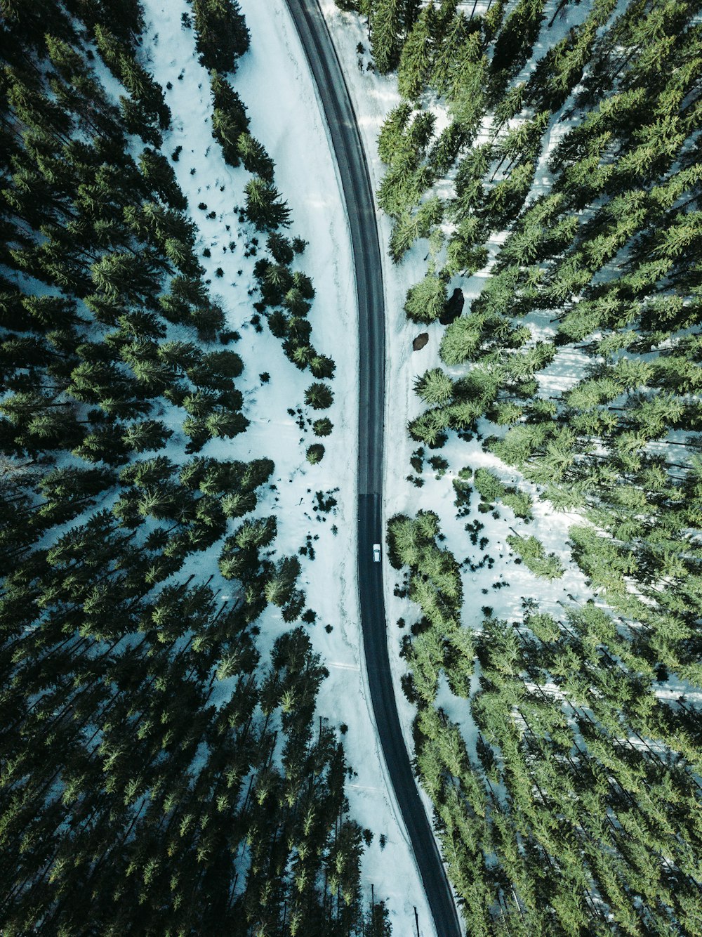 aerial photography vehicle on road surrounded by trees