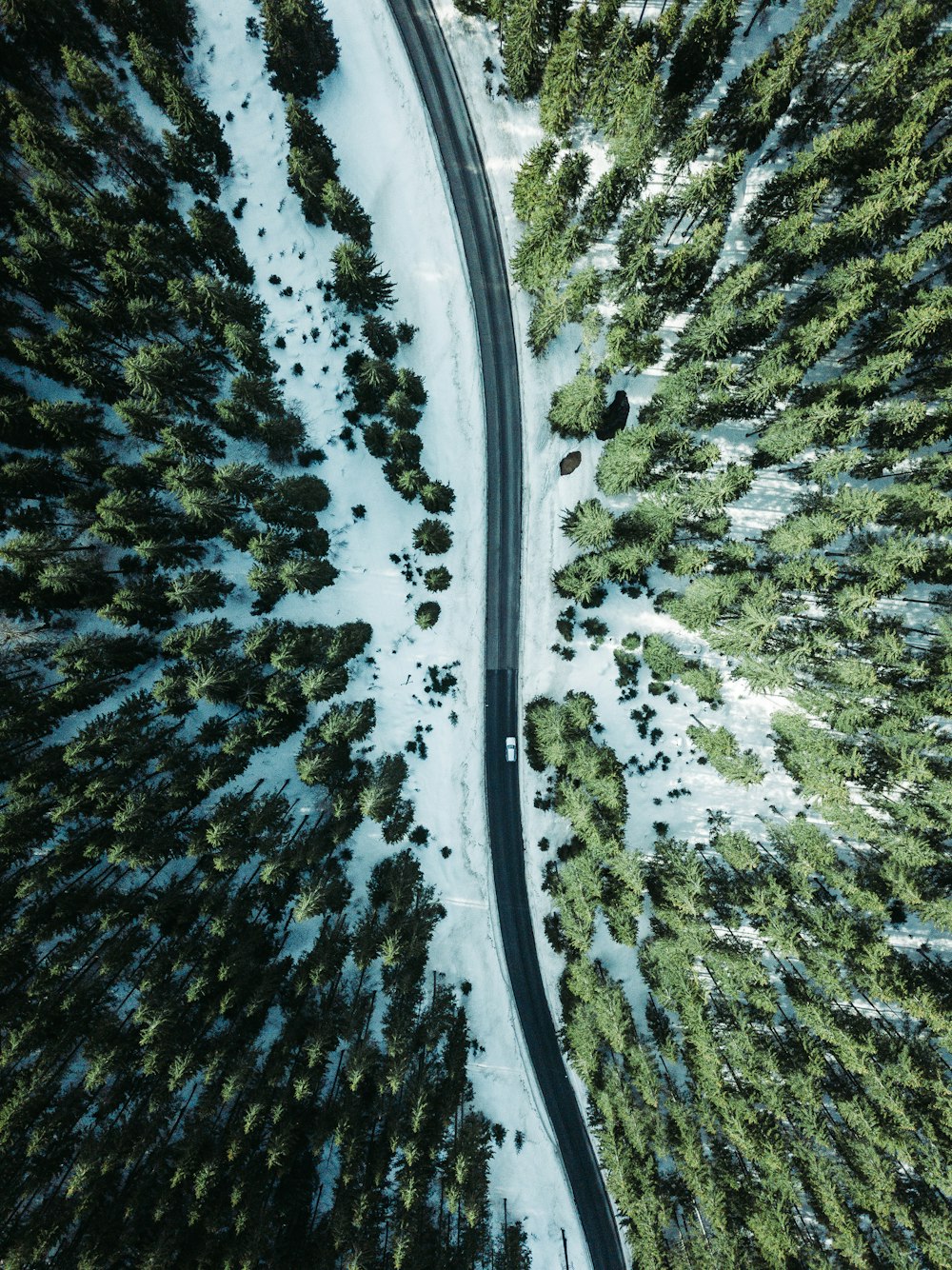 木々に囲まれた道路上の航空写真車両