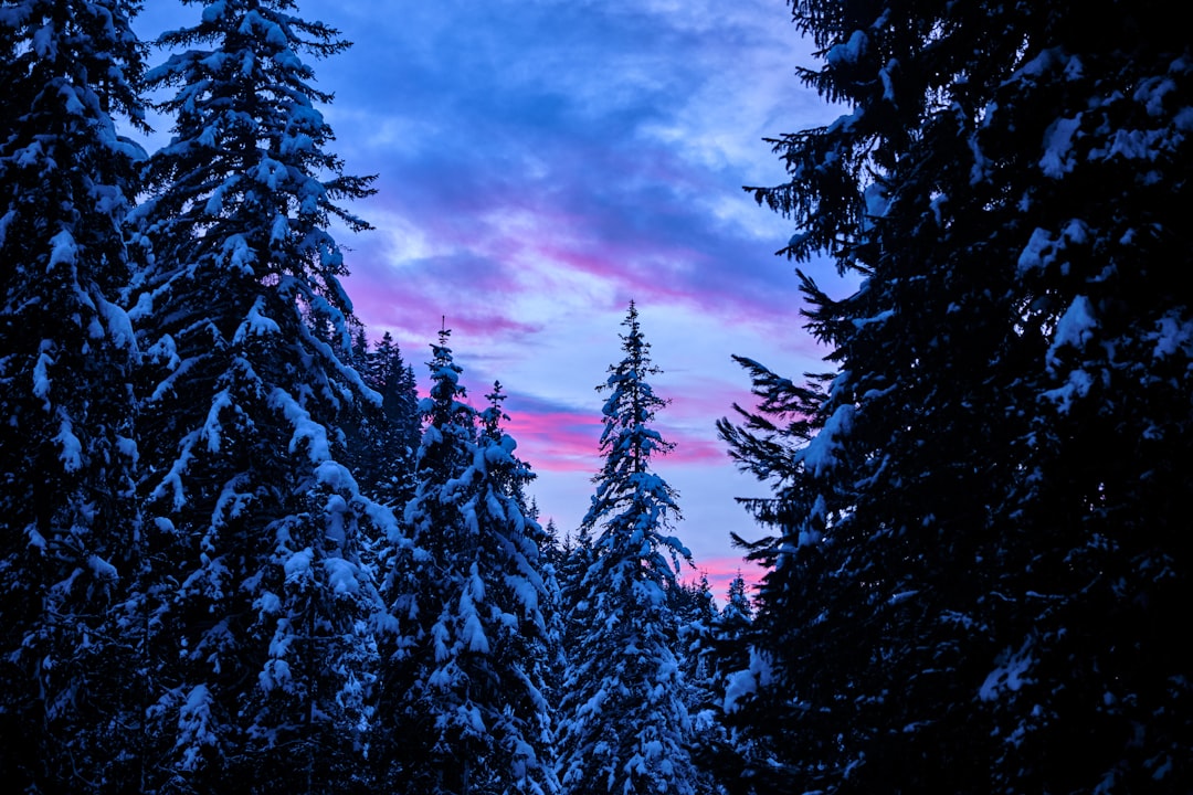 pine trees covered by snow