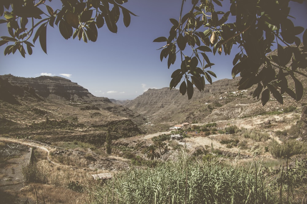 green-leafed trees near mountains