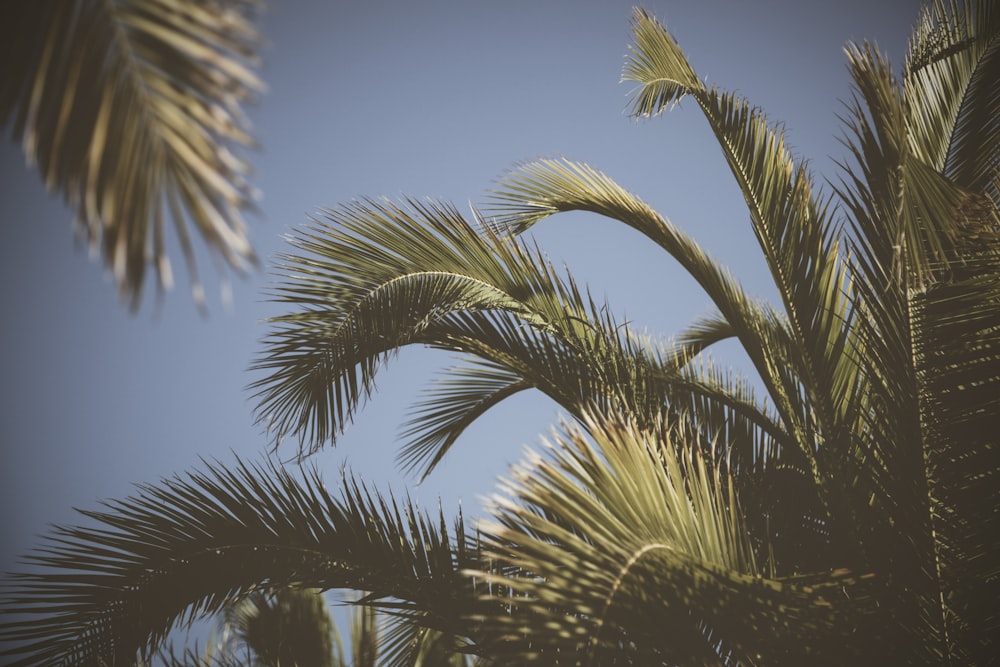 palm tree leves under blue sky