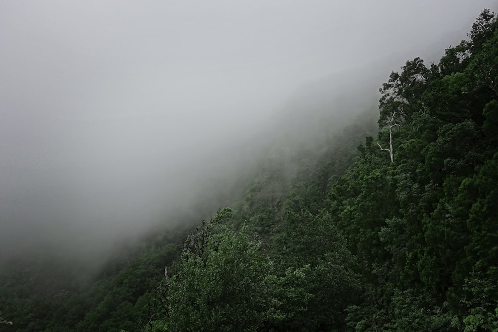 foggy mountain