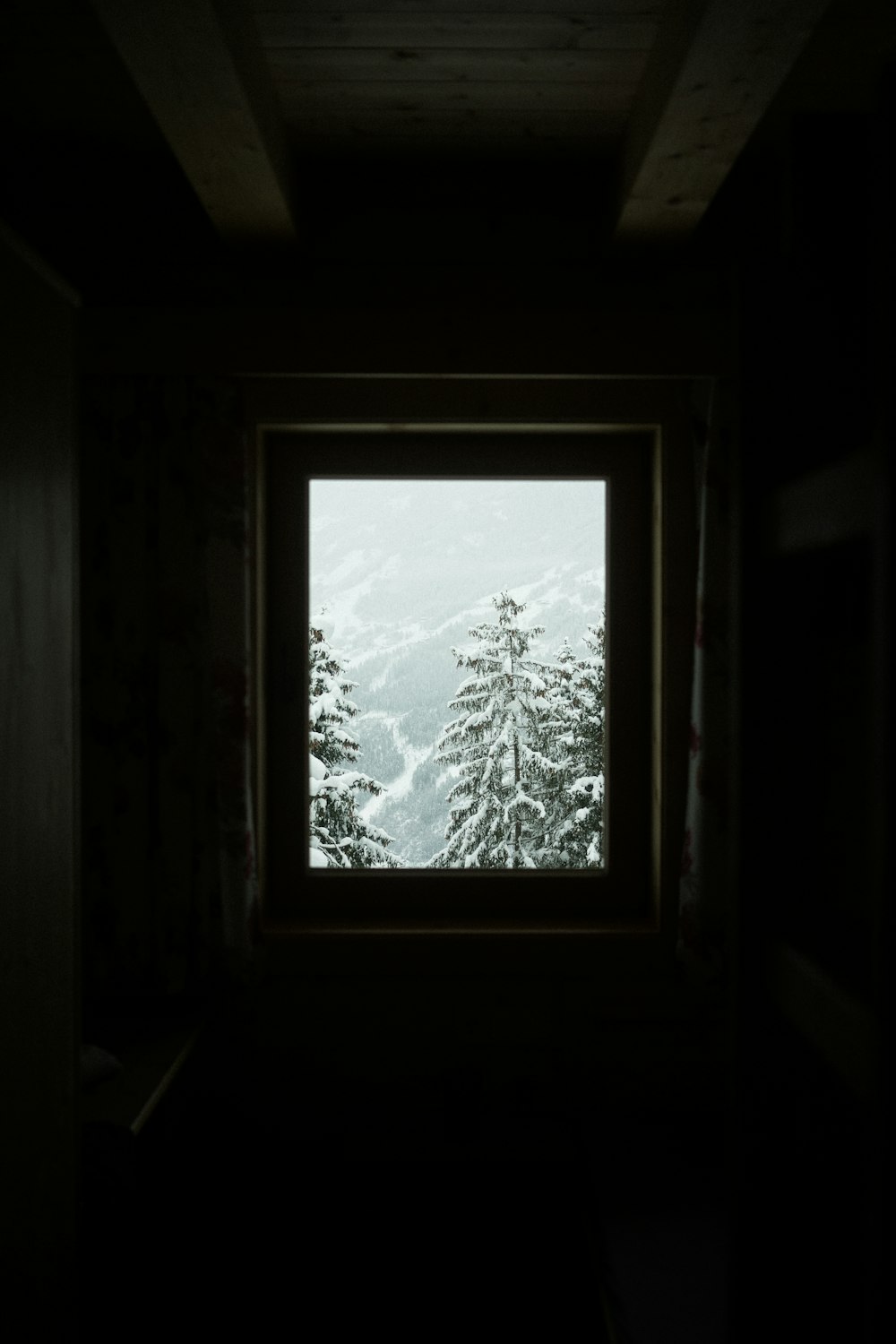 pine trees outside window