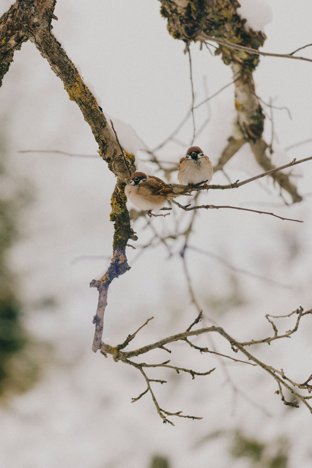 dos pájaros blancos posados en un árbol