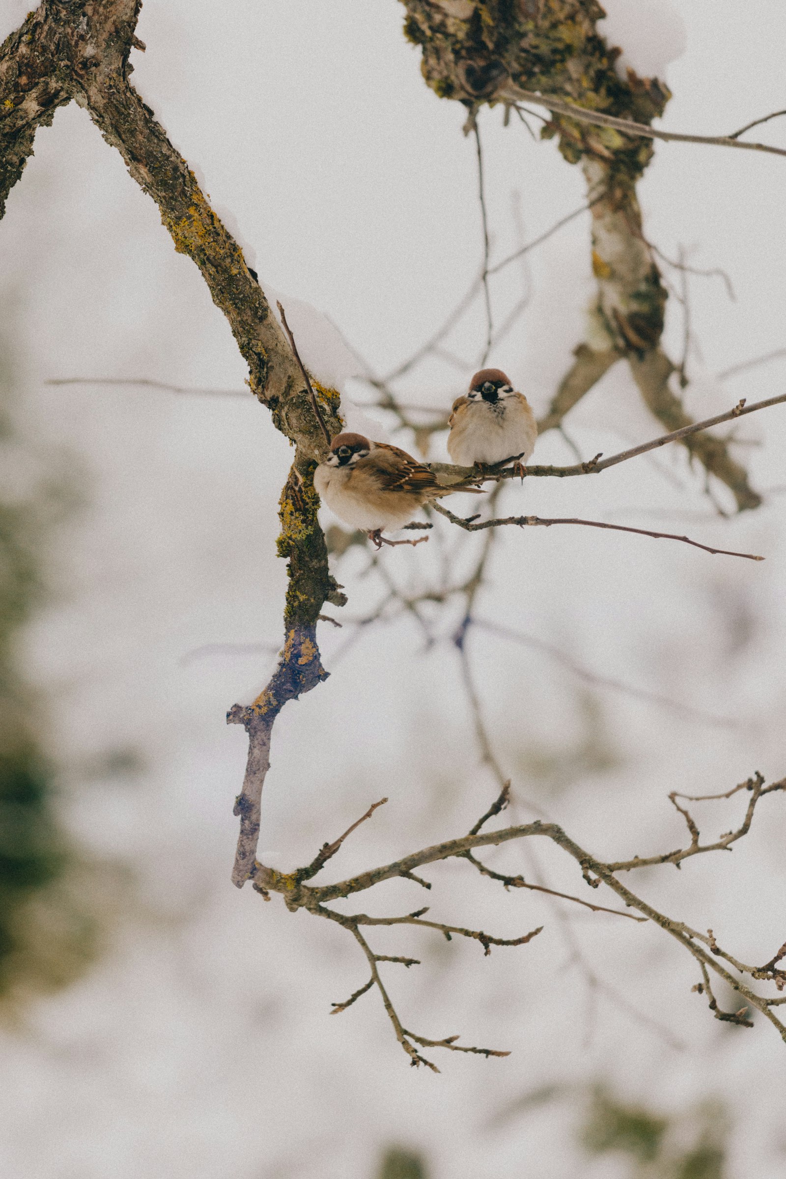 Nikon AF-S Nikkor 70-200mm F4G ED VR sample photo. Two white birds perched photography