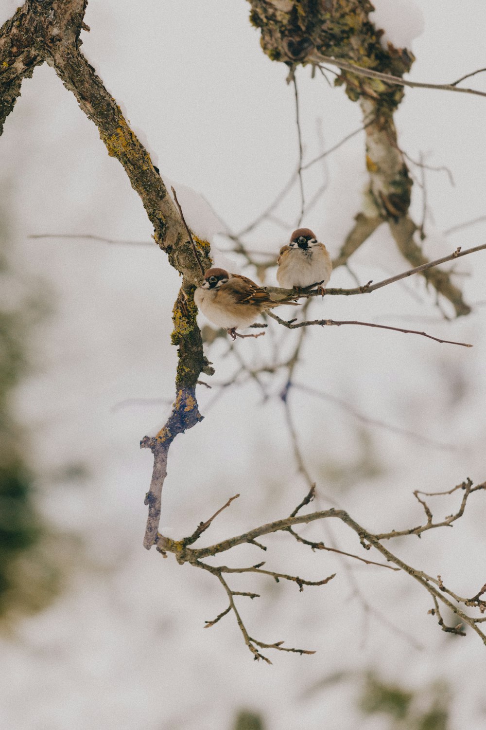 two white birds perched on tree