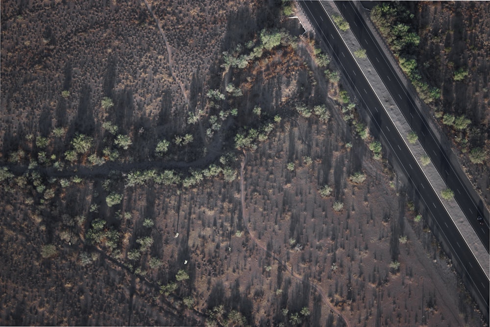 aerial photography of trees near highway