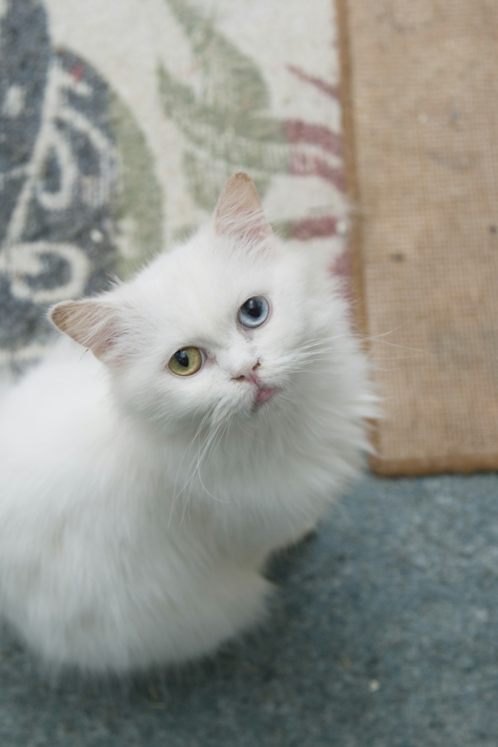 white cat standing on area rug