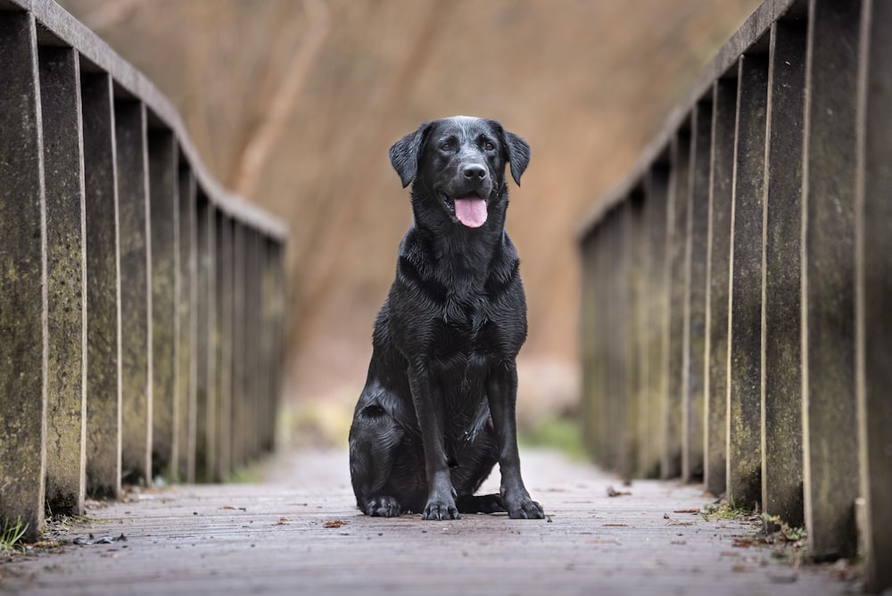 昼間、コンクリートの手すりの間に座っている黒いショートコートの犬