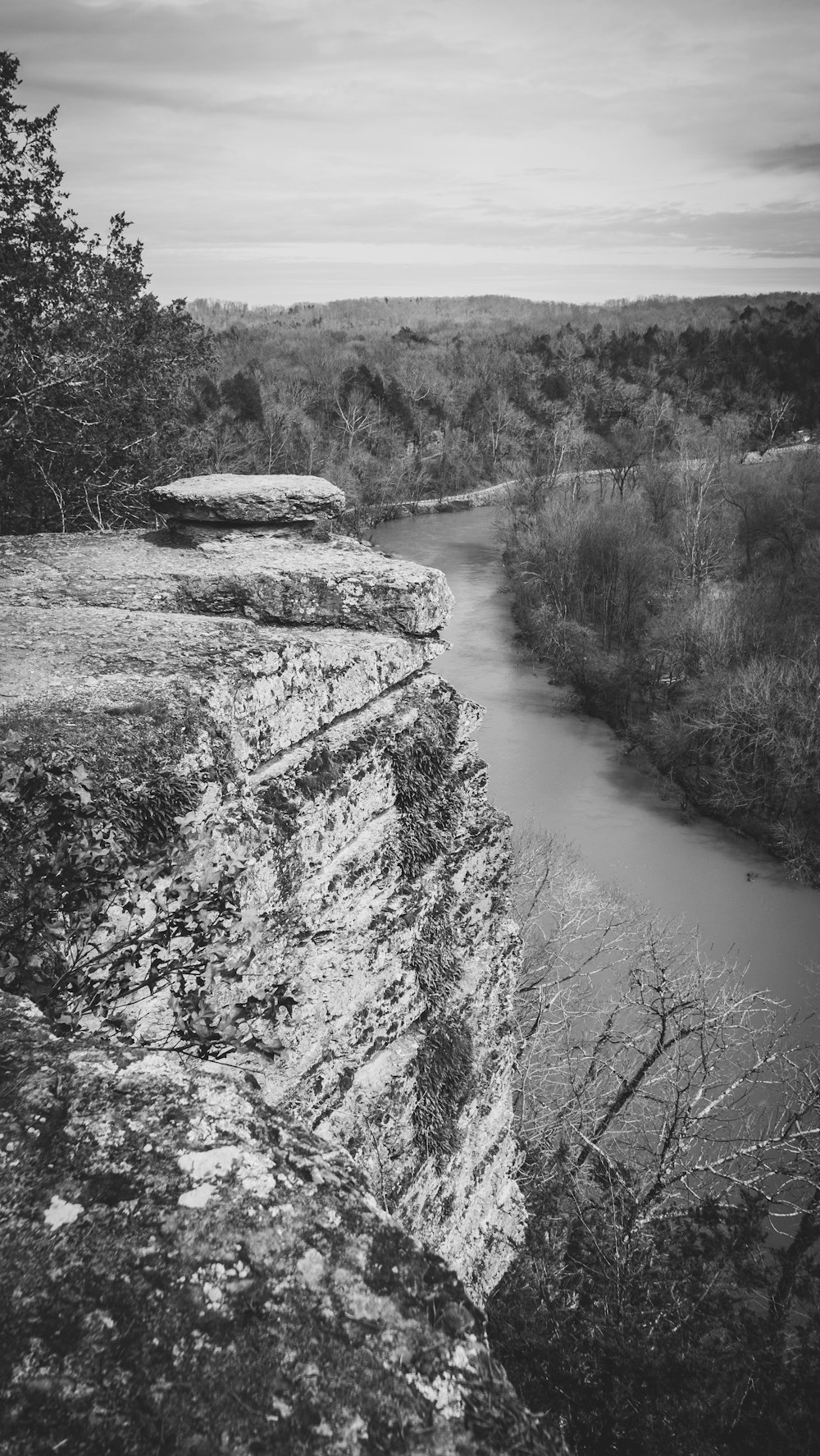 grayscale photo of green trees