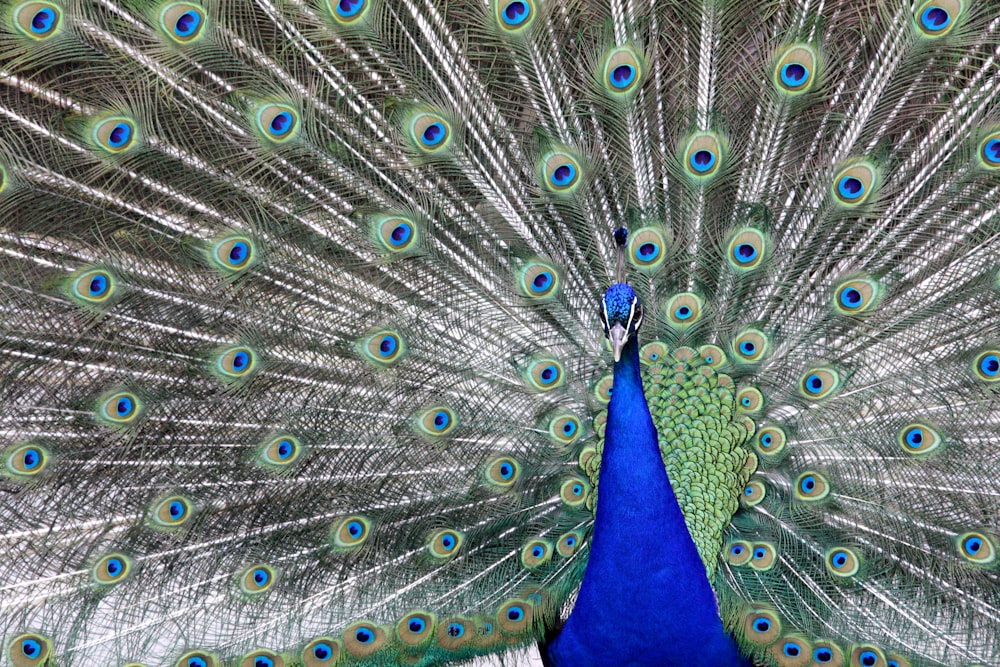 male Peacock with spread tail