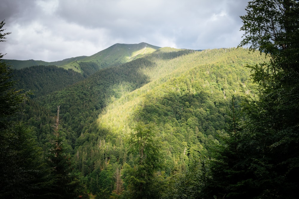 árboles verdes en la montaña bajo nubes blancas durante el día