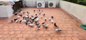 A group of pigeons is gathered on a rooftop patio with reddish-brown tiled flooring. Two air conditioning units are against the far wall, and there is some green foliage visible in the top right corner.