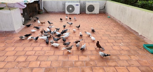 Terrace area covered with a sleek pigeon net, keeping the space bird-free and safe.