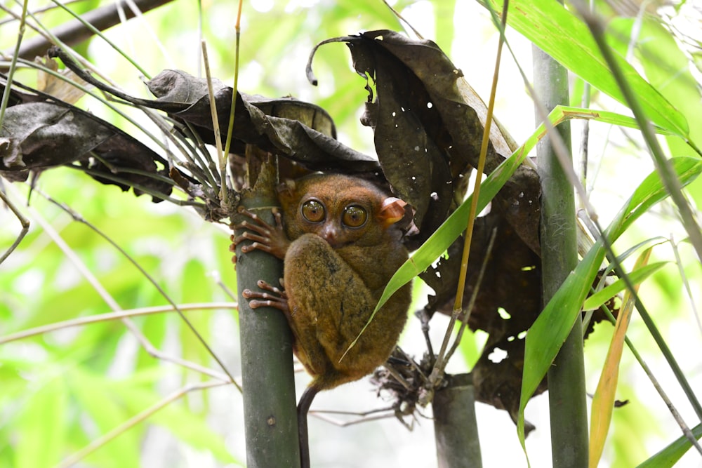 brown tarsier