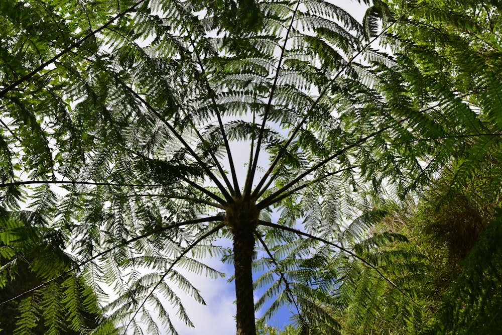 low angle photo of tree