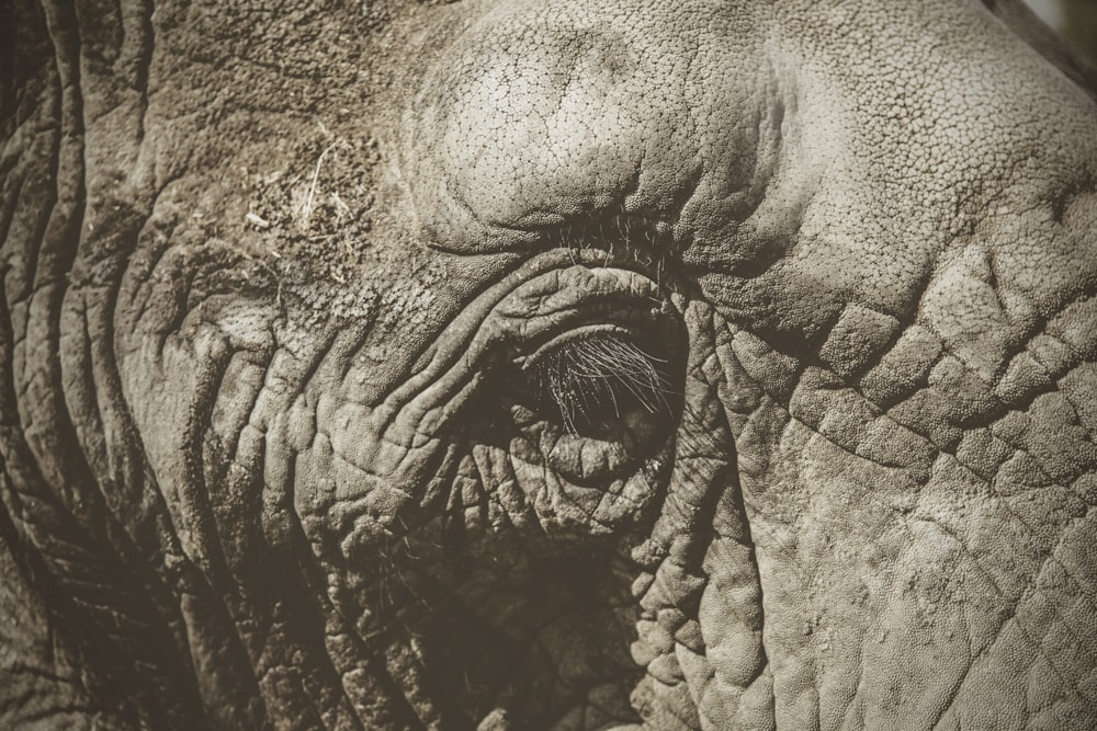 closeup photography of gray elephants