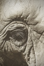 Close-up of a detailed 3D creature model with textured skin and expressive eyes.