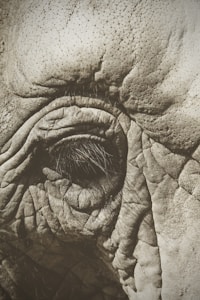 An extreme close-up of textured animal skin, focusing on the eye and surrounding wrinkles, showcasing intricate details and patterns.