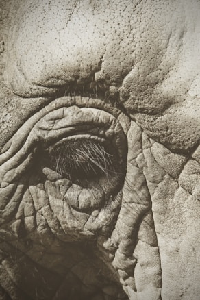 An extreme close-up of textured animal skin, focusing on the eye and surrounding wrinkles, showcasing intricate details and patterns.