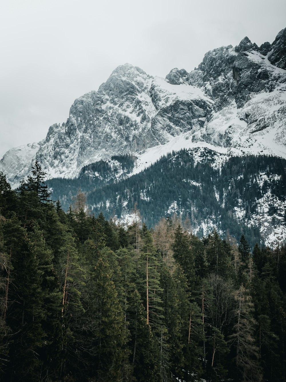 forest and mountains