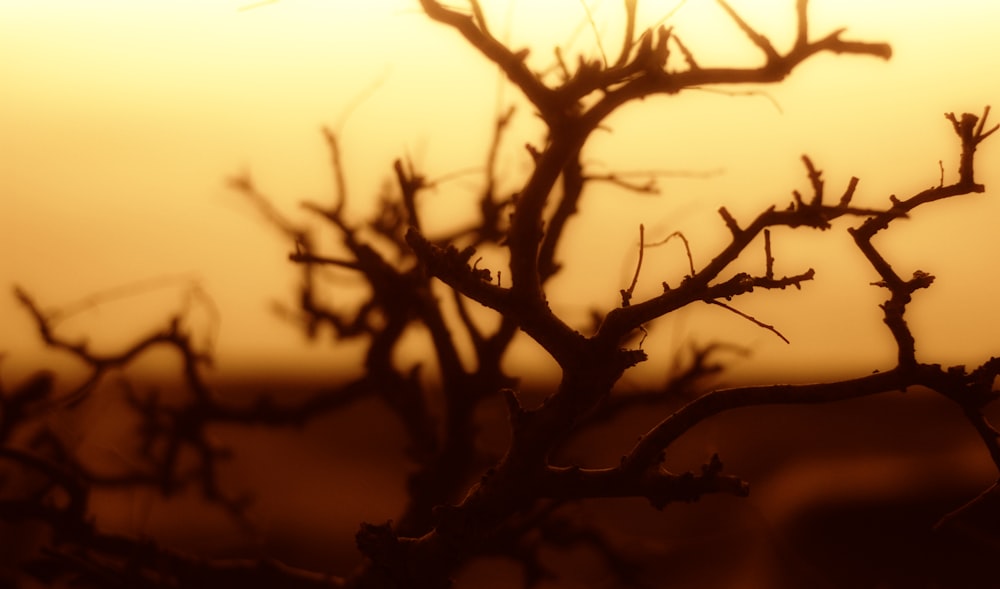Silueta de árboles desnudos durante la puesta del sol