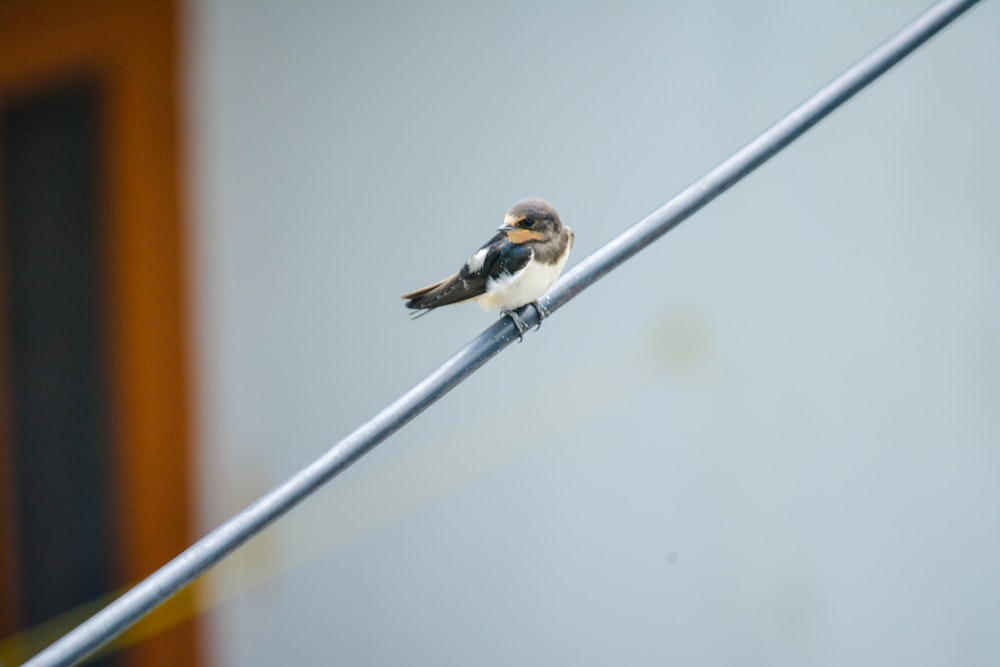 white, black, and brown bird perched on gray metal wire