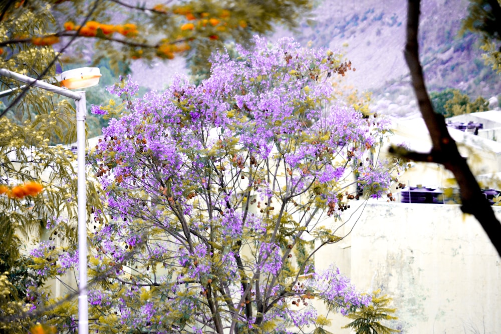 purple petaled flowers